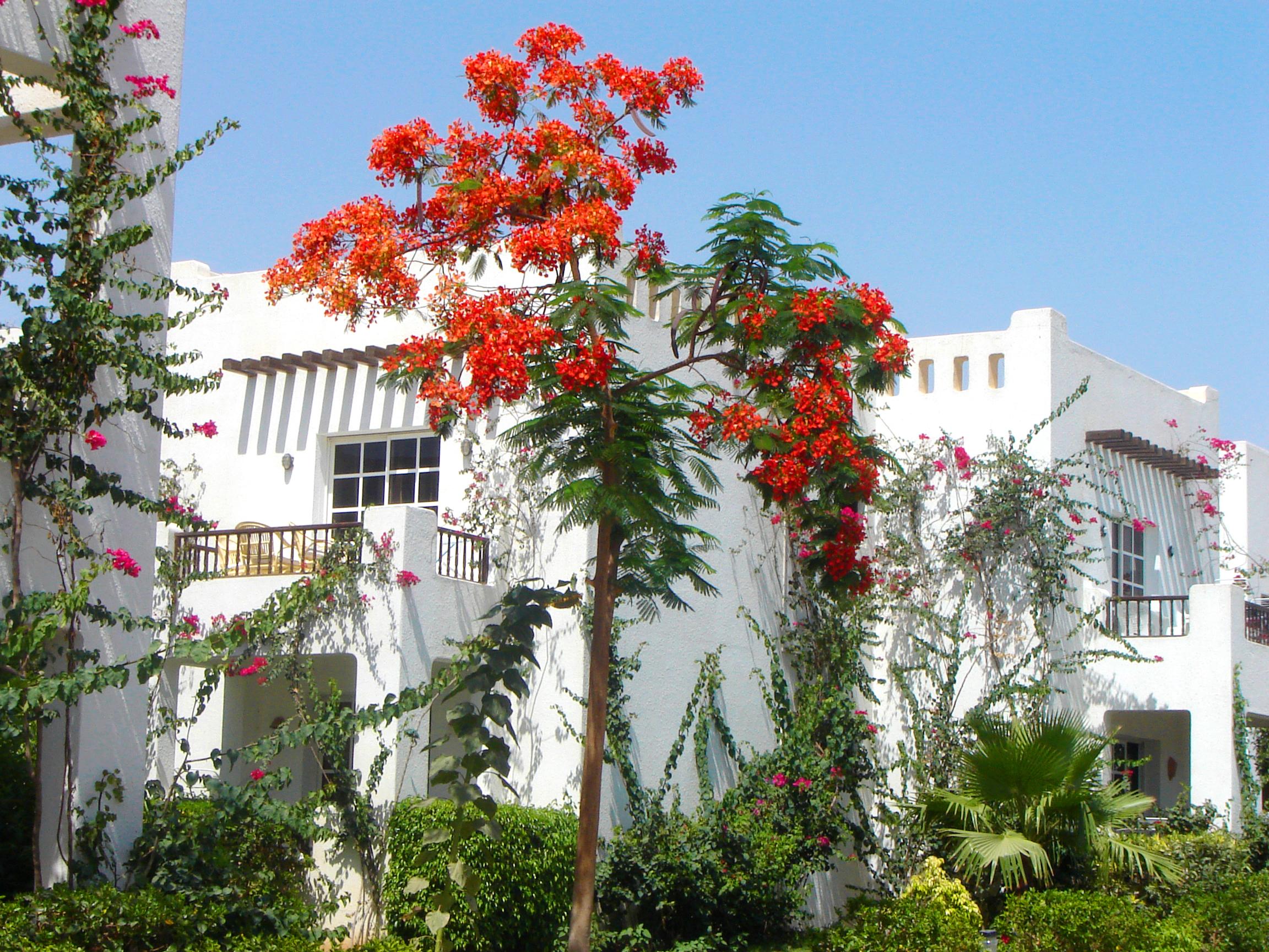 Delta Sharm Resort ,Official Web, Delta Rent, Sharm El Sheikh, South Sinai, Egypt Sharm El Sheikk Exterior foto